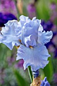 MORTON HALL, WORCESTERSHIRE: CLOSE UP PLANT PORTRAIT OF THE BLUE FLOWERS OF IRIS MONETS BLUE. FLOWERS, BLOOMS, SUMMER, WEST GARDEN