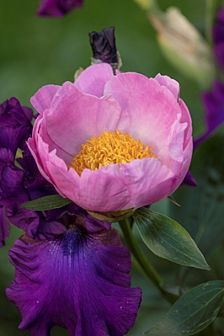 MORTON_HALL_WORCESTERSHIRE_SOUTH_GARDEN_PLANT_ASSOCIATION_COMBINATION_PAEONIA_THE_NYMPH_AND_IRIS_SWI