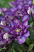MORTON HALL, WORCESTERSHIRE:CLOSE UP PLANT PORTRAIT OF THE PURPLE FLOWERS OF CLEMATIS ROYALTY, CLIMBER, CLIMBING, SUMMER
