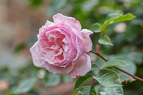 COTTAGE_ROW_DORSET_CLOSE_UP_PLANT_PORTRAIT_OF_THE_PINK_FLOWER_OF_ROSE__ROSA_THE_GENEROUS_GARDENER__E