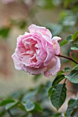 COTTAGE ROW, DORSET: CLOSE UP PLANT PORTRAIT OF THE PINK FLOWER OF ROSE - ROSA THE GENEROUS GARDENER - ENGLISH ROSE, AUSDRAWN, AGM, FLOWERING, ROSES