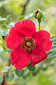 COTTAGE ROW, DORSET: CLOSE UP PLANT PORTRAIT OF THE PINK, RED FLOWER OF ROSE - ROSA MOYESII GERANIUM.  DECIDUOUS, SHRUBS, FLOWERING, ROSES