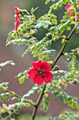 COTTAGE ROW, DORSET: CLOSE UP PLANT PORTRAIT OF THE PINK, RED FLOWER OF ROSE - ROSA MOYESII GERANIUM.  DECIDUOUS, SHRUBS, FLOWERING, ROSES