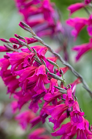 COTTAGE_ROW_DORSET_CLOSE_UP_PLANT_PORTRAIT_OF_THE_PINK_RED_FLOWER_OF_GLADIOLUS_COMMUNIS_SUBSP_BYZANT