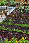 THE LODGE, OXFORDSHIRE: DESIGNER SUSAN ASHTON:VEGETABLE BEDS WITH CATS CRADLE OF RED TWINE TO DETER PIGEONS FROM THE EMERGING SALAD CROPS. POTAGER,KITCHEN GARDEN,RAISED BEDS.
