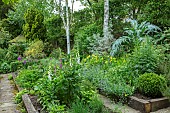 THE LODGE,OXON:DESIGNER SUSAN ASHTON.CARDOONS,ELAEAGNUS ANGUSTIFOLIA QUICKSILVER WITH WELSH POPPIES,NEPETA,DIGITALIS WITH PLEACHED PYRUS CHANTICLEER.SILVER FOLIAGE,BORDER,BED