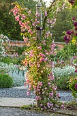 MOTTISFONT ABBEY, HAMPSHIRE: ARCH WITH ROSES - ROSA DEBUTANTE AND ROSA BLEU MAGENTA, SUMMER, ROSE, GARDEN, ARCHES, FORMAL, SUMMER, PINK, FLOWERS, FLOWERING, BLOOMS, BLOOMING