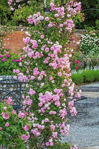 MOTTISFONT_ABBEY_HAMPSHIRE_ARCH_WITH_ROSES__ROSA_DEBUTANTE_SUMMER_ROSE_GARDEN_ARCHES_FORMAL_SUMMER_P