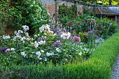 MOTTISFONT ABBEY, HAMPSHIRE: WALLED GARDEN, SUMMER, ROSES, PINK, WHITE, FLOWERING, FLOWERS, BORDERS, WALLS