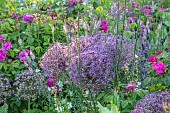 MOTTISFONT ABBEY, HAMPSHIRE: PINK ROSES AND PURPLE FLOWERS OF ALLIUM CHRISTOPHII, SUMMER, BORDERS, BULBS, FLOWERING, BLOOMS, BLOOMING