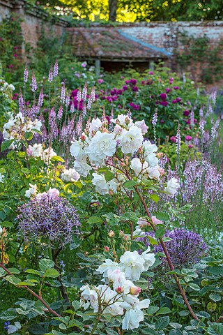 MOTTISFONT_ABBEY_HAMPSHIRE_BORDER_IN_WALLED_GARDEN_WITH_WHITE_ROSES_ALLIUM_CHRISTOPHII_LINARIA_CANON