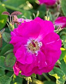 MOTTISFONT ABBEY, HAMPSHIRE: CLOSE UP PLANT PORTRAIT OF PINK ROSE - ROSA PORTLANDICA