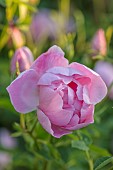 MOTTISFONT ABBEY, HAMPSHIRE: CLOSE UP PLANT PORTRAIT OF PINK MODERN SHRUB ROSE - ROSA WINDFLOWER