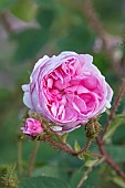 MOTTISFONT ABBEY, HAMPSHIRE: CLOSE UP PLANT PORTRAIT OF PINK COMMON MOSS ROSE - ROSA MUSCOSA