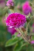 MOTTISFONT ABBEY, HAMPSHIRE: CLOSE UP PLANT PORTRAIT OF PINK ROSE - ROSA MODERN GEM