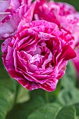 MOTTISFONT ABBEY, HAMPSHIRE: CLOSE UP PLANT PORTRAIT OF PINK BOURBON ROSE - ROSA FERDINAND PICHARD