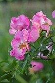 MOTTISFONT ABBEY, HAMPSHIRE: CLOSE UP PLANT PORTRAIT OF PINK GALLICA ROSE - ROSA COMPLICATA