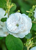 MOTTISFONT ABBEY, HAMPSHIRE: CLOSE UP PLANT PORTRAIT OF WHITE DAMASK ROSE - ROSA MME HARDY