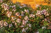 MOTTISFONT ABBEY, HAMPSHIRE: PINK, WHITE FLOWERS OF ROSE, ROSA BALLERINA, CLIMBER, CLIMBING, SUMMER, FLOWERS, FLOWERING, BLOOMS, BLOOMING, DECIDUOUS, SHRUBS