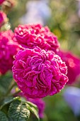 MOTTISFONT ABBEY, HAMPSHIRE: CLOSE UP PLANT PORTRAIT OF PINK, RED PORTLAND ROSE - ROSA INDIGO
