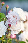 MOTTISFONT ABBEY, HAMPSHIRE: CLOSE UP PLANT PORTRAIT OF PINK, WHITE ROSE - ROSA LITTLE WHITE PET
