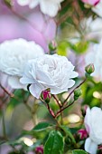 MOTTISFONT ABBEY, HAMPSHIRE: CLOSE UP PLANT PORTRAIT OF PINK, WHITE ROSE - ROSA LITTLE WHITE PET