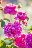 MOTTISFONT ABBEY, HAMPSHIRE: CLOSE UP PLANT PORTRAIT OF PINK GALLICA ROSE - ROSA AMBROISE PARE