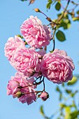 MOTTISFONT ABBEY, HAMPSHIRE: CLOSE UP PLANT PORTRAIT OF PINK ROSE - ROSA DEBUTANTE