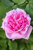 MOTTISFONT ABBEY, HAMPSHIRE: CLOSE UP PLANT PORTRAIT OF PINK ROSE - ROSA COMTE DE CHAMBORD