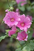 THE CONIFERS, OXFORDSHIRE: CLOSE UP PLANT PORTRAIT OF PINK FLOWERS OF LAVATERA X CLEMENTII ROSEA. DECIDUOUS, SHRUBS, FLOWERS, PETALS, SUMMER