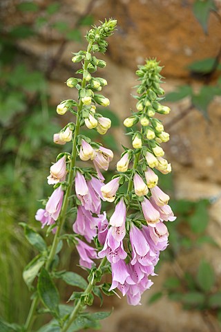 THE_CONIFERS_OXFORDSHIRE_CLOSE_UP_PLANT_PORTRAIT_OF_PINK_FLOWERS_OF_FOXGLOVE__DIGITALIS_SERENDIPITY_