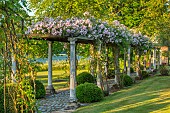 HAZELBY HOUSE, BERKSHIRE: PALE PINK FLOWERS, BLOOMS, OF ROSES, ROSA PAULS HIMALAYAN MUSK, CLIMBING OVER WOODEN PERGOLA, WALKWAY, GRASS, LAWN