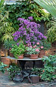 HAZELBY HOUSE, BERKSHIRE: TABLE WITH GERANIUMS AND PURPLE BOUGAINVILLEA, SUMMER