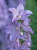 MORTON HALL, WORCESTERSHIRE: THE ROCKERY. CLOSE UP PLANT PORTRAIT OF BLUE FLOWERS OF GREAT BELLFLOWER - CAMPANULA LATILOBA HIDCOTE AMETHYST . PERENNIAL, SHADE, SHADY, WOODLAND