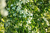 MORTON HALL, WORCESTERSHIRE: CLOSE UP PLANT PORTRAIT OF WHITE FLOWERS OF CORNUS KOUSA NORMAN HADDON. SHRUB, SUMMER, DOGWOOD