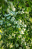 MORTON HALL, WORCESTERSHIRE: CLOSE UP PLANT PORTRAIT OF WHITE FLOWERS OF CORNUS KOUSA NORMAN HADDON. SHRUB, SUMMER, DOGWOOD