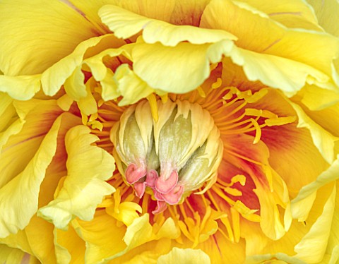 MORTON_HALL_WORCESTERSHIRE_CLOSE_UP_PLANT_PORTRAIT_OF_YELLOW_FLOWER_OF_PEONY__PAEONIA_INTERSECTIONAL