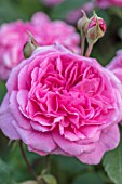 MORTON HALL, WORCESTERSHIRE: CLOSE UP PLANT PORTRAIT OF PINK FLOWER OF ROSE - ROSA GERTRUDE JEKYLL - FLOWERS, SUMMER, JUNE