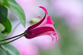 MORTON HALL, WORCESTERSHIRE: CLOSE UP PLANT PORTRAIT OF PINK FLOWER OF CLEMATIS TEXENSIS PRINCESS DIANA. FLOWERS, BLOOMS, SUMMER, JUNE, CLIMBER, CLIMBING, PERENNIAL