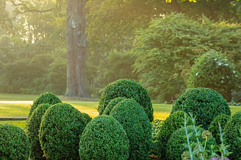 MORTON_HALL_WORCESTERSHIRE_DAWN_SUNRISE__LIGHT_ON_CLIPPED_TOPIARY_BOX_CONES_AND_BALLS_CLOUD_GREEN_SU