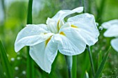MORTON HALL, WORCESTERSHIRE: CLOSE UP PLANT PORTRAIT OF WHITE FLOWER OF ENSATA IRIS WHITE LADIES. IRISES, PERENNIALS, SUMMER, WOODLAND, POND, MOSITURE LOVING