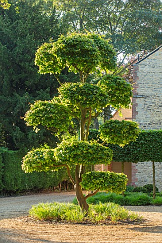 THE_OLD_RECTORY_QUINTON_NORTHAMPTONSHIRE_DESIGNER_ANOUSHKA_FEILER_FRONT_DRIVE_CLIPPED_CLOUD_PRUNED_T