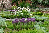 SHAKESPEARES NEW PLACE, STRATFORD-UPON-AVON: PARTERRE WITH PURPLE ALLIUMS, WHITE ROSES