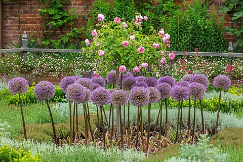 SHAKESPEARES_NEW_PLACE_STRATFORDUPONAVON_PARTERRE_WITH_PURPLE_ALLIUMS_PINK_ROSES