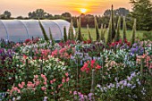 ROGER PARSONS SWEET PEAS, WEST SUSSEX: THE NATIONAL COLLECTION OF SWEET PEAS AND ECHIUMS GROWING BESIDE A FIELD. DAWN, SUNRISE, LATHYRUS, CUTTING, GARDEN