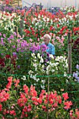 ROGER PARSONS SWEET PEAS, WEST SUSSEX: ROGER PARSONS IN AMONGST THE NATIONAL COLLECTION OF SWEET PEAS AND ECHIUMS GROWING BESIDE A FIELD. DAWN, SUNRISE, LATHYRUS, CUTTING, GARDEN