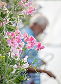 ROGER PARSONS SWEET PEAS, WEST SUSSEX: ROGER PARSONS WATERING SWEET PEAS IN THE POLYTUNNEL
