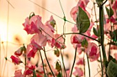 ROGER PARSONS SWEET PEAS, WEST SUSSEX: CLOSE UP PLANT PORTRAIT OF THE PINK FLOWERS OF SWEET PEA - LATHYRUS MAMMOTH CREAM PINK. CLIMBER, ANNUAL, SUMMER, SCENTED, FRAGRANT