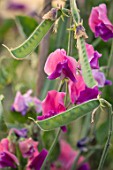 ROGER PARSONS SWEET PEAS, WEST SUSSEX: CLOSE UP PLANT PORTRAIT OF THE PINK, PURPLE FLOWERS OF SWEET PEA - LATHYRUS EREWHON. CLIMBER, ANNUAL, SUMMER, SCENTED, FRAGRANT