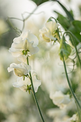 ROGER_PARSONS_SWEET_PEAS_WEST_SUSSEX_CLOSE_UP_PLANT_PORTRAIT_OF_THE_WHITE_FLOWERS_OF_SWEET_PEA__LATH